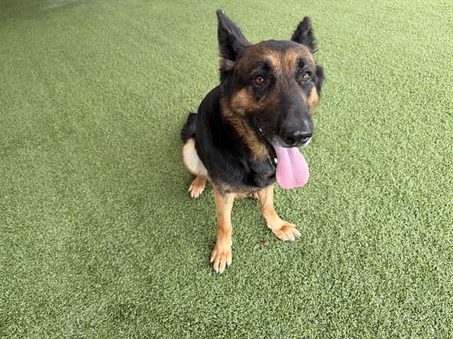 Denali - German Shepherd Dog