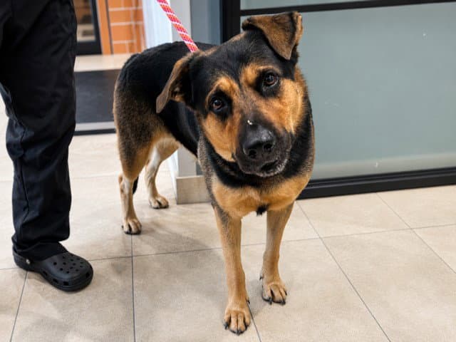 Niklaus - German Shepherd Dog