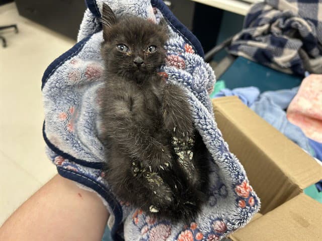 Gummy - Domestic Short Hair