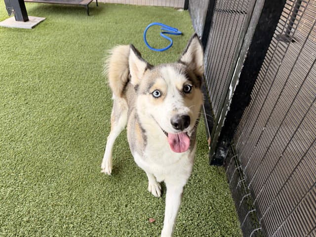 Patricia - Siberian Husky