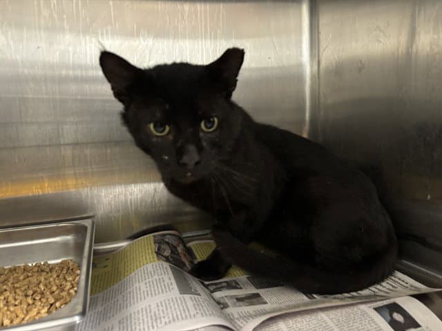 Arondale - Domestic Short Hair
