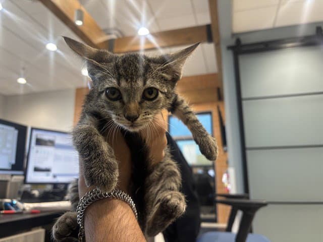 Finny - Domestic Short Hair