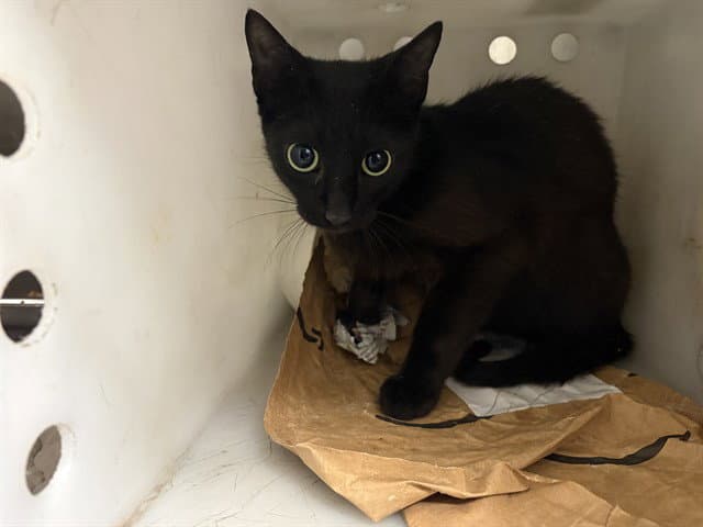 Pepper - Domestic Short Hair