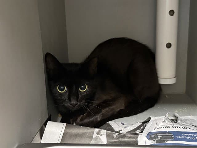 Pepper - Domestic Short Hair