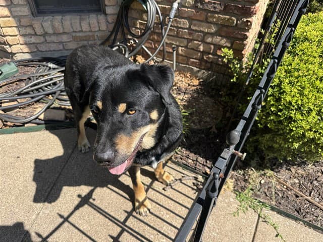 Max - Rottweiler