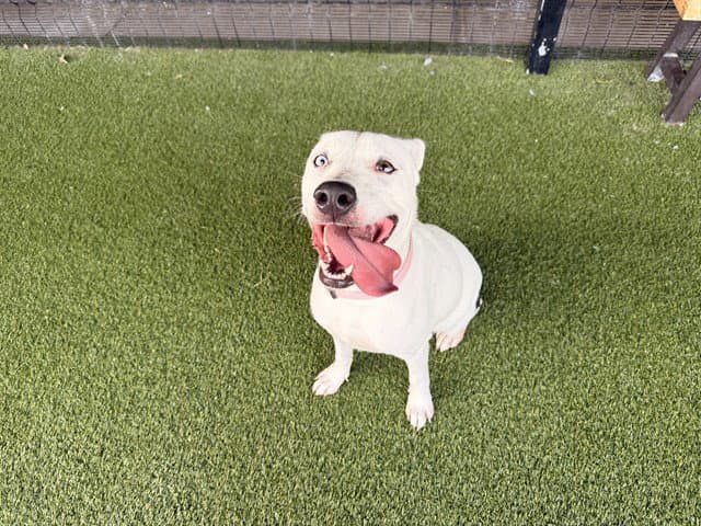 Suga Mamma - American Staffordshire Terrier