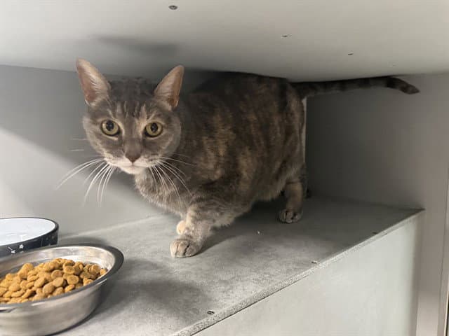 Bella - Domestic Short Hair