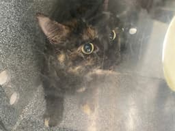 Teeny Tiny image 1