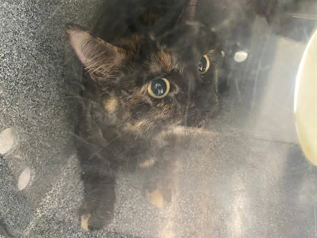 Teeny Tiny - Domestic Short Hair