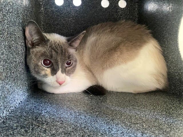 Daisy May - Domestic Short Hair