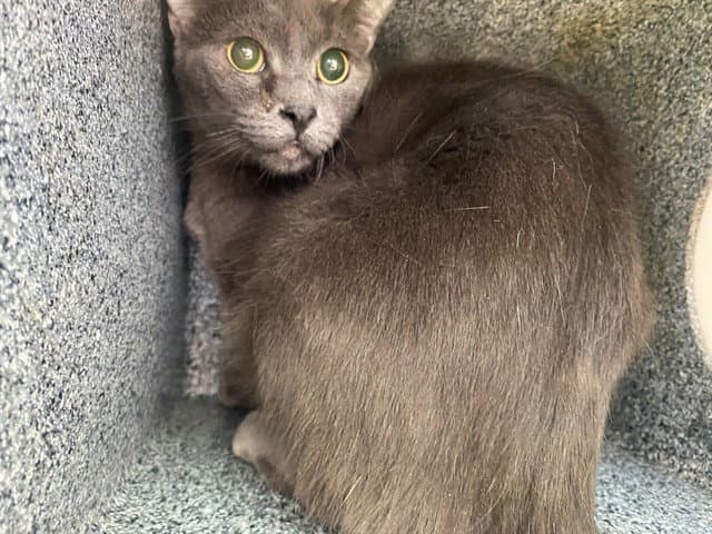 Grayson - Domestic Short Hair