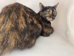 Peanut image 1