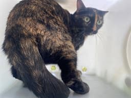Bella image 1