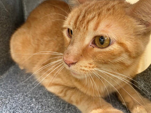 Mufasa - Domestic Short Hair