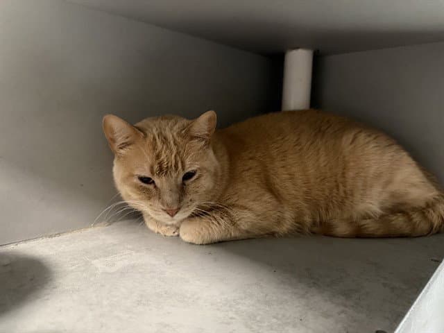 Bailey - Domestic Short Hair