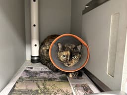 Annie image 1