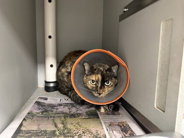 Annie - Domestic Short Hair