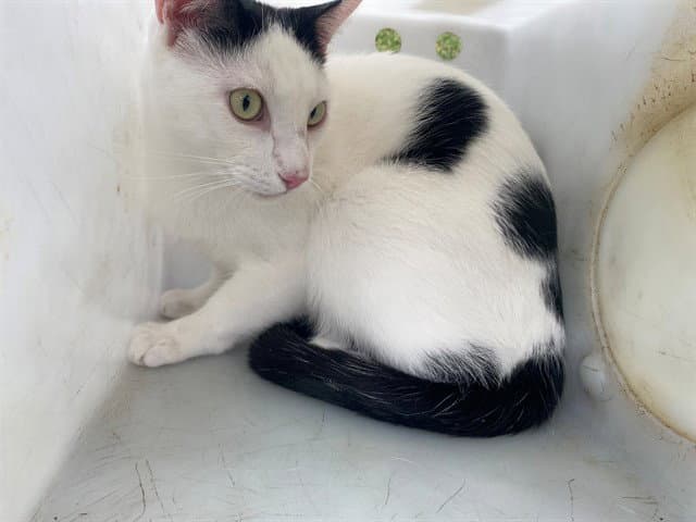 Pippy - Domestic Short Hair