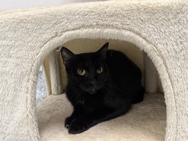 Liquorice - Domestic Medium Hair