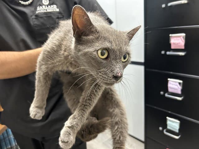 Tip Toe - Domestic Short Hair