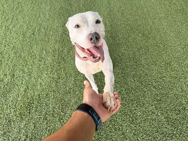 Kimora - Pit Bull Terrier