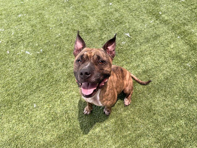 Center - Pit Bull Terrier