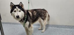 Lobo image 1