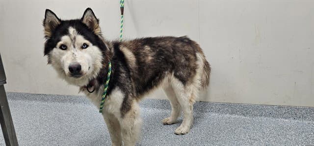 Lobo - Husky
