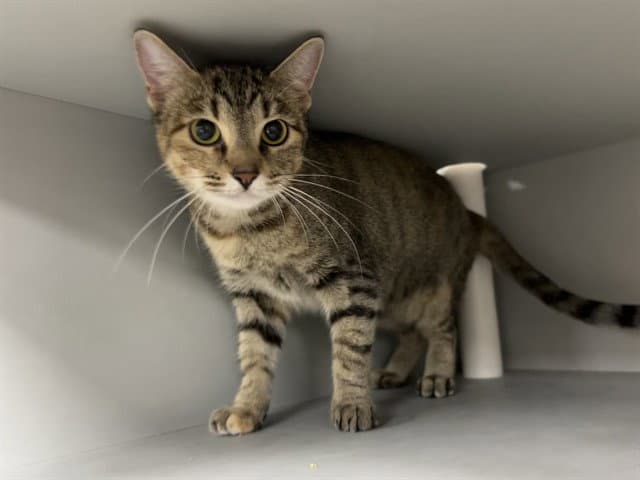 Caramelo - Domestic Short Hair