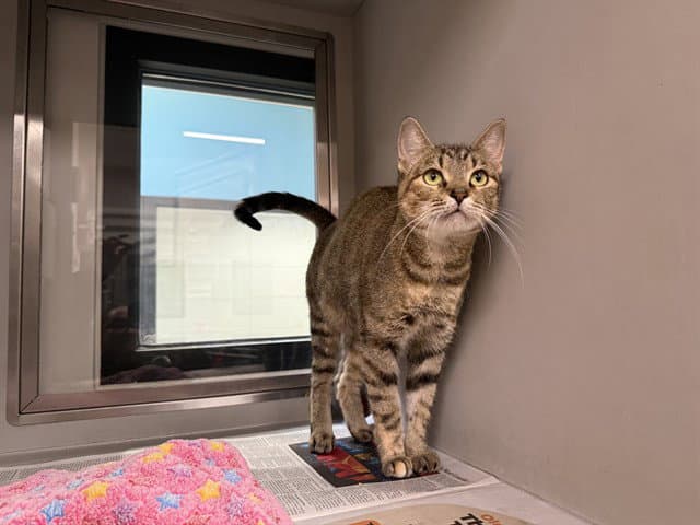 Caramelo - Domestic Short Hair