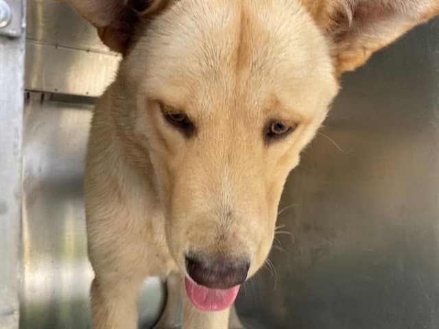 Zorro - Carolina Dog