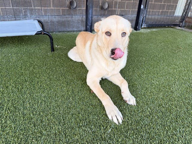 Zorro - Carolina Dog