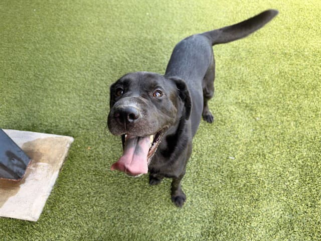 Sonic - Labrador Retriever