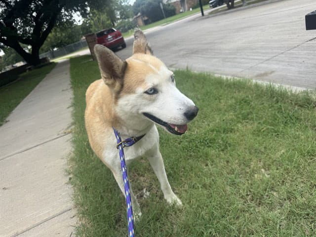Stormy - Siberian Husky
