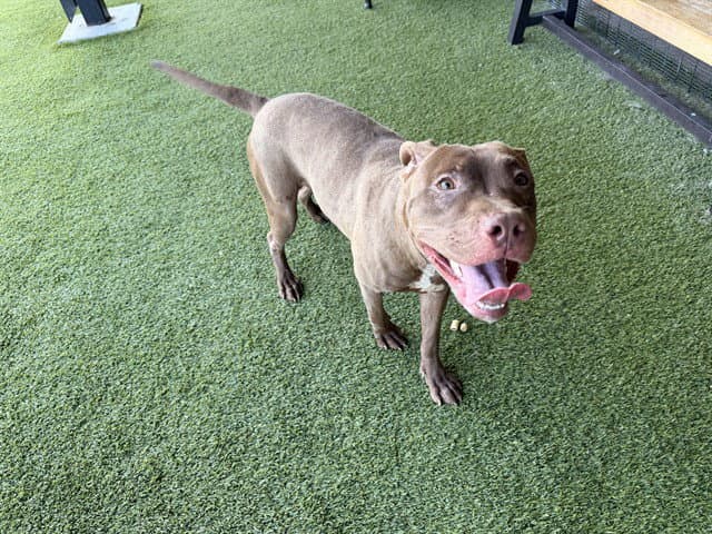 Sir Paperwork - Pit Bull Terrier