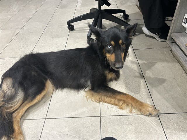 Gorda - German Shepherd Dog