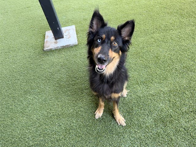 Gorda - German Shepherd Dog