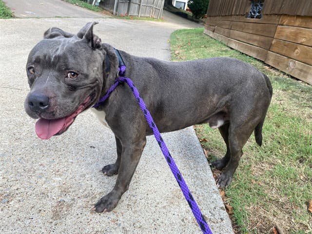 Ash - American Pit Bull Terrier