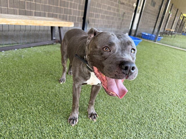 Ash - American Pit Bull Terrier