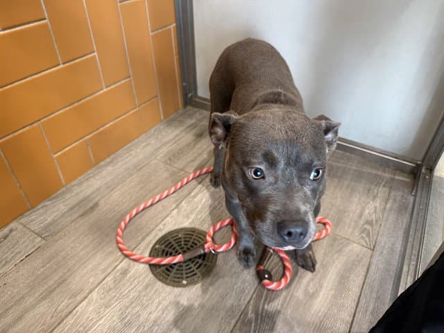 Stormie - American Staffordshire Terrier