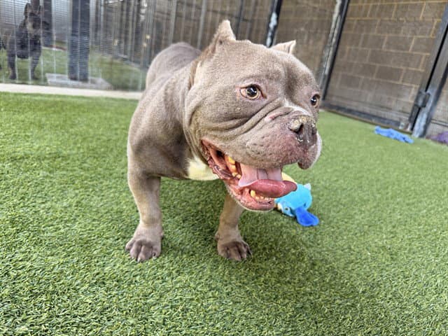 Rico - American Bulldog