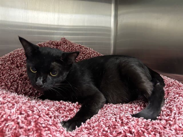 Morticia - Domestic Short Hair