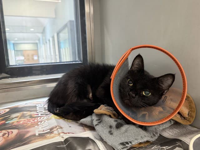 Morticia - Domestic Short Hair
