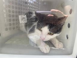 Whiskers image 1