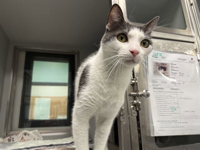 Whiskers - Domestic Short Hair