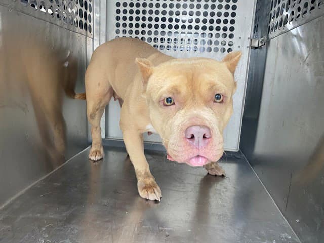 May - American Pit Bull Terrier