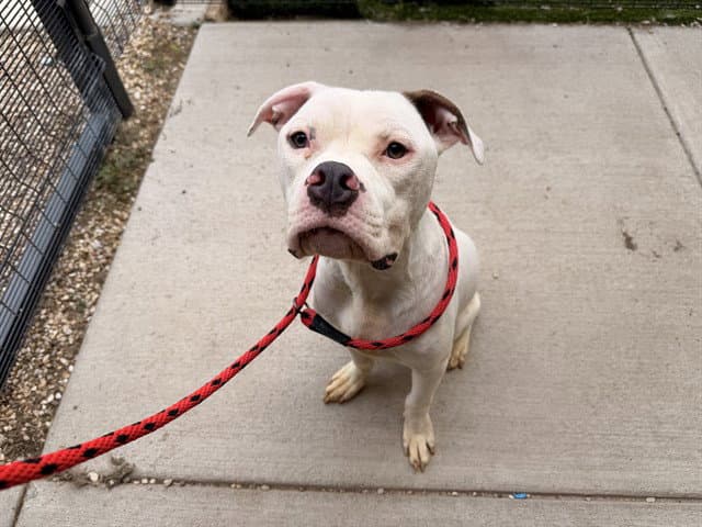 Karlo - American Bulldog