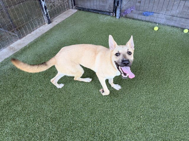 Sophie - German Shepherd Dog