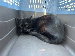 Bootsie image 1