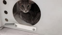 Ziggy image 1